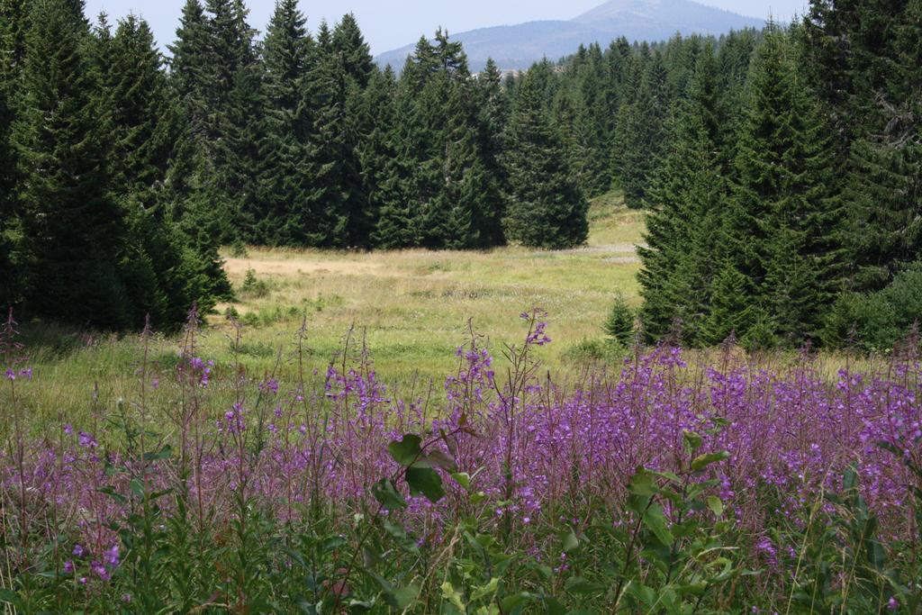 Apartment G6 Kopaonik Esterno foto
